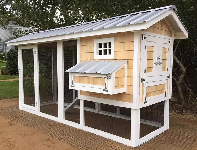 越来越多人养鸡当宠物，有人卖鸡尿布发财了……