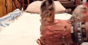 越来越多人养鸡当宠物，有人卖鸡尿布发财了……