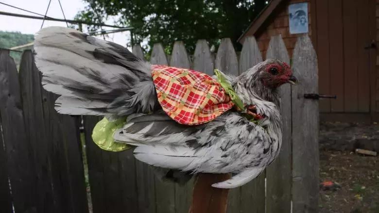 越来越多人养鸡当宠物，有人卖鸡尿布发财了……