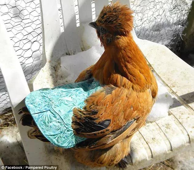 越来越多人养鸡当宠物，有人卖鸡尿布发财了……