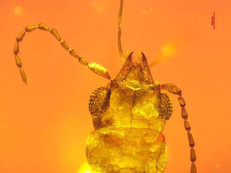 千年铁树竟然开花了,十年前铁树开花