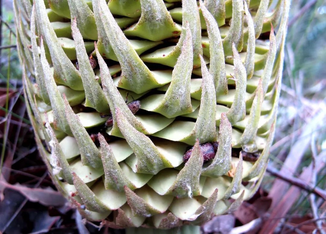 千年铁树竟然开花了,十年前铁树开花