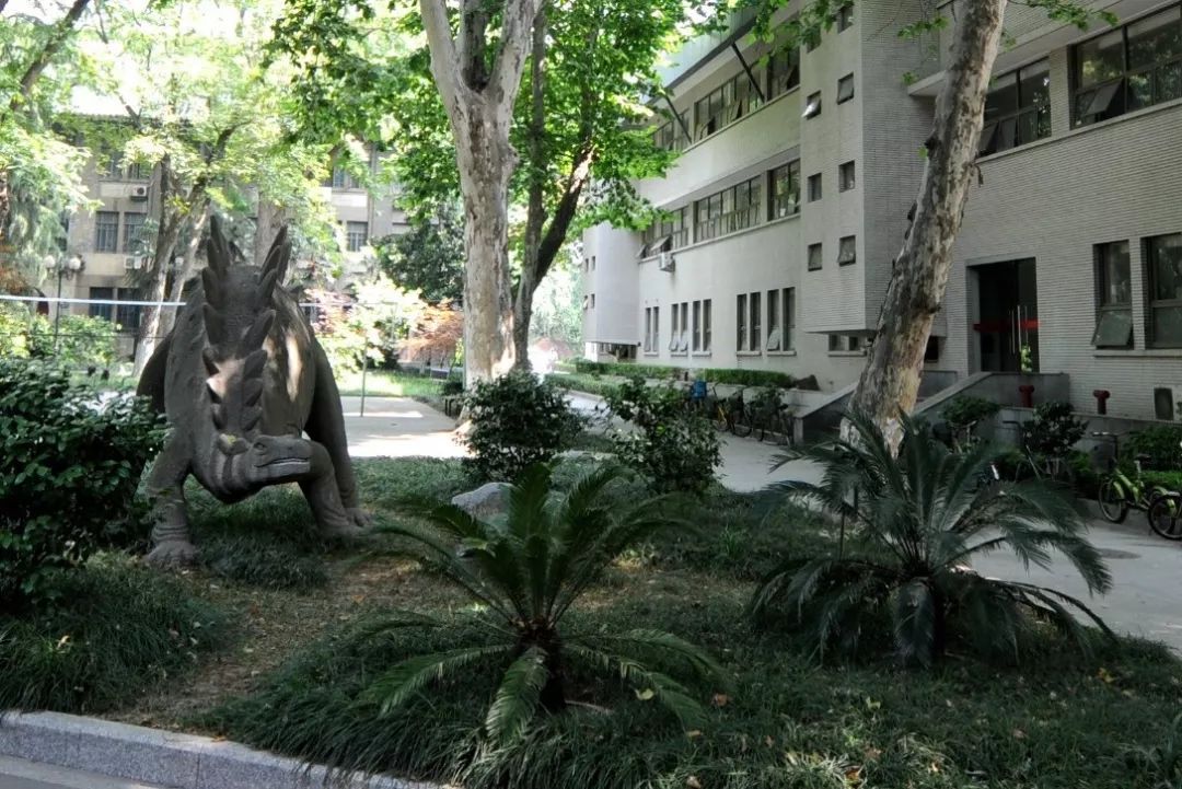 千年铁树竟然开花了,十年前铁树开花