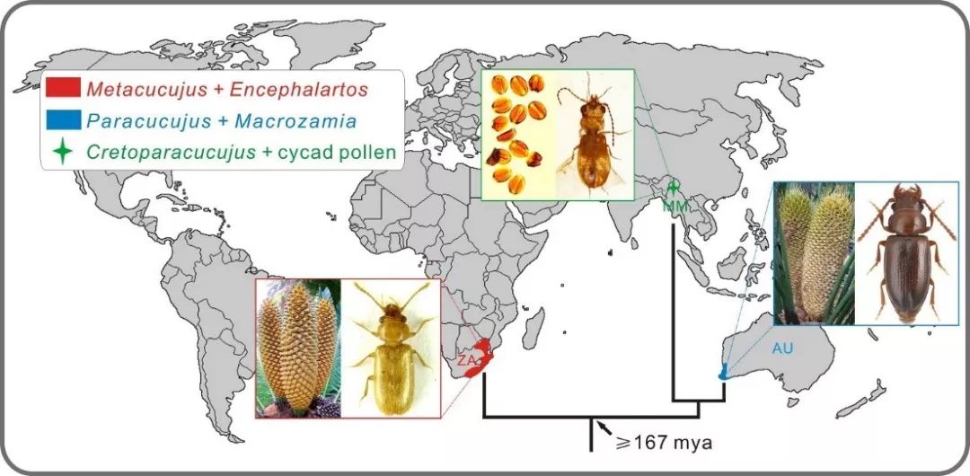 千年铁树竟然开花了,十年前铁树开花