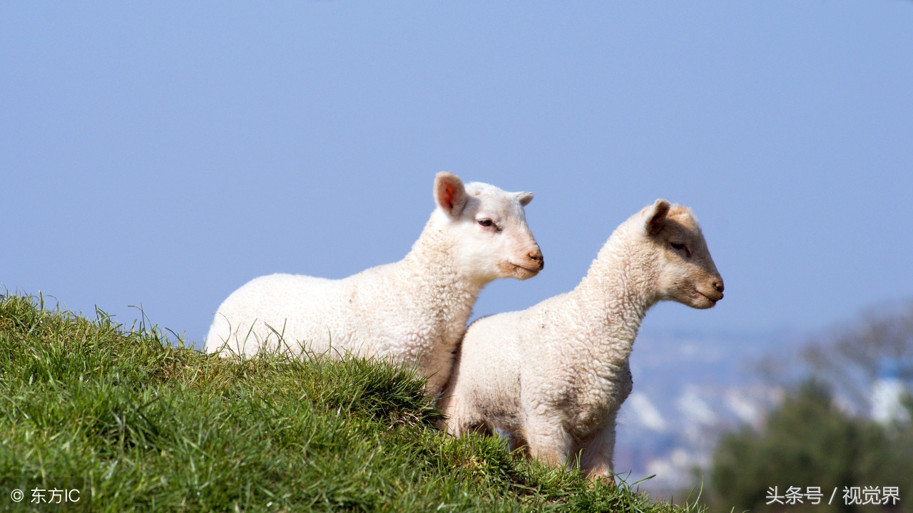 古代外国人避孕用什么措施,古代是用羊肠避孕吗