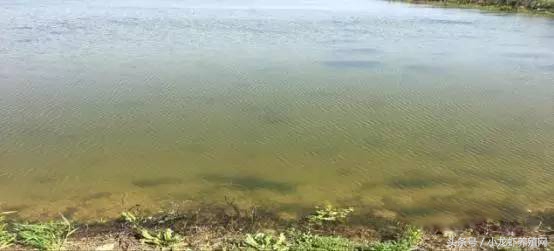 小龙虾塘如何肥水培藻,小龙虾池塘肥水的最佳方法