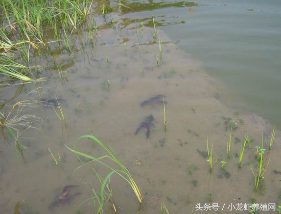 小龙虾塘如何肥水培藻,小龙虾池塘肥水的最佳方法