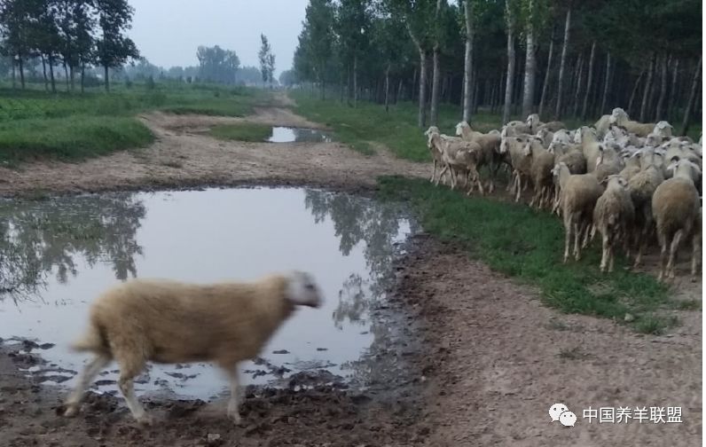 养羊技巧口诀表,新手养羊不要贪多