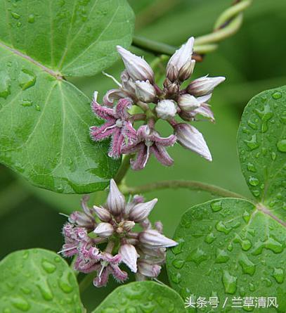 白云山植物精油能治白癜风吗,农村常见的植物能治疗白癜风