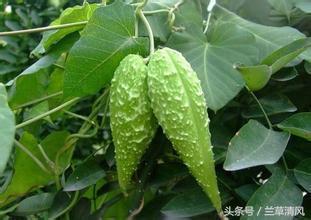 白云山植物精油能治白癜风吗,农村常见的植物能治疗白癜风