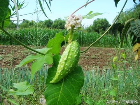 白云山植物精油能治白癜风吗,农村常见的植物能治疗白癜风