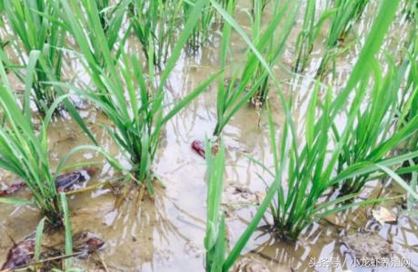 宝应莲藕套养小龙虾利润,藕塘套养龙虾的利润