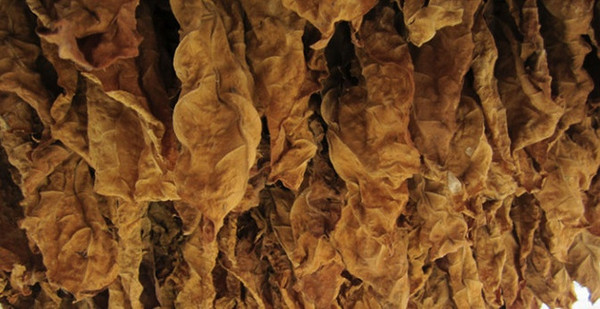 古巴雪茄前世今生,优秀雪茄的前世今生