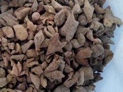 每日一本草,每日一本草竹茹