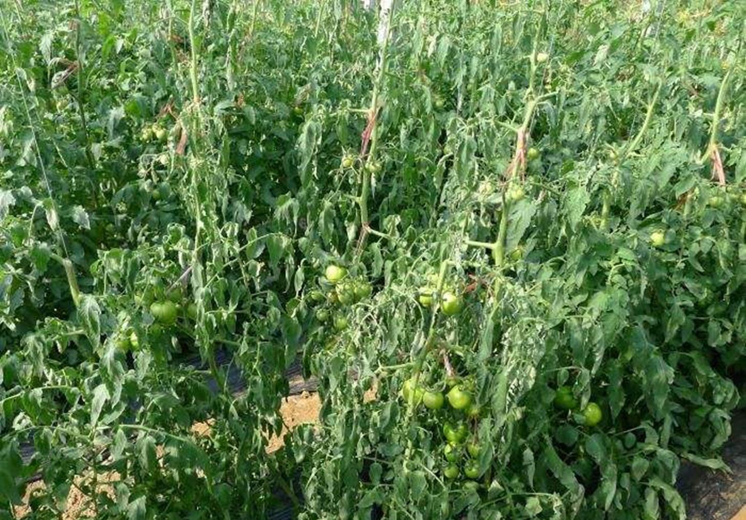 番茄卷叶引起枯萎怎么治,番茄秧发黑死掉怎么回事