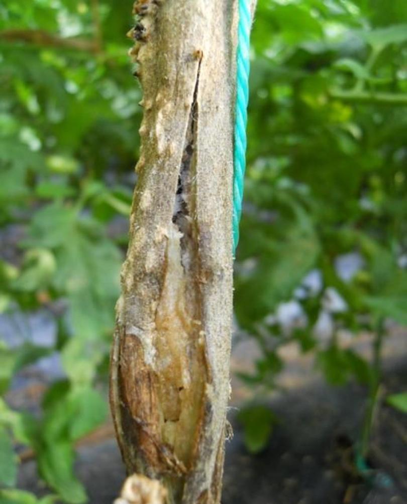 番茄卷叶引起枯萎怎么治,番茄秧发黑死掉怎么回事