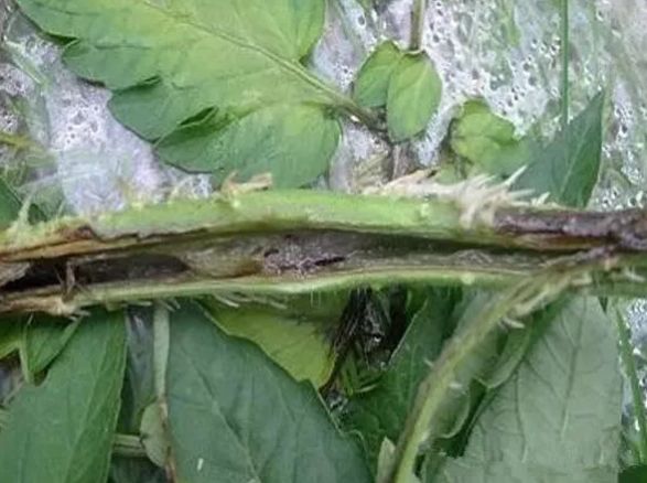 番茄卷叶引起枯萎怎么治,番茄秧发黑死掉怎么回事