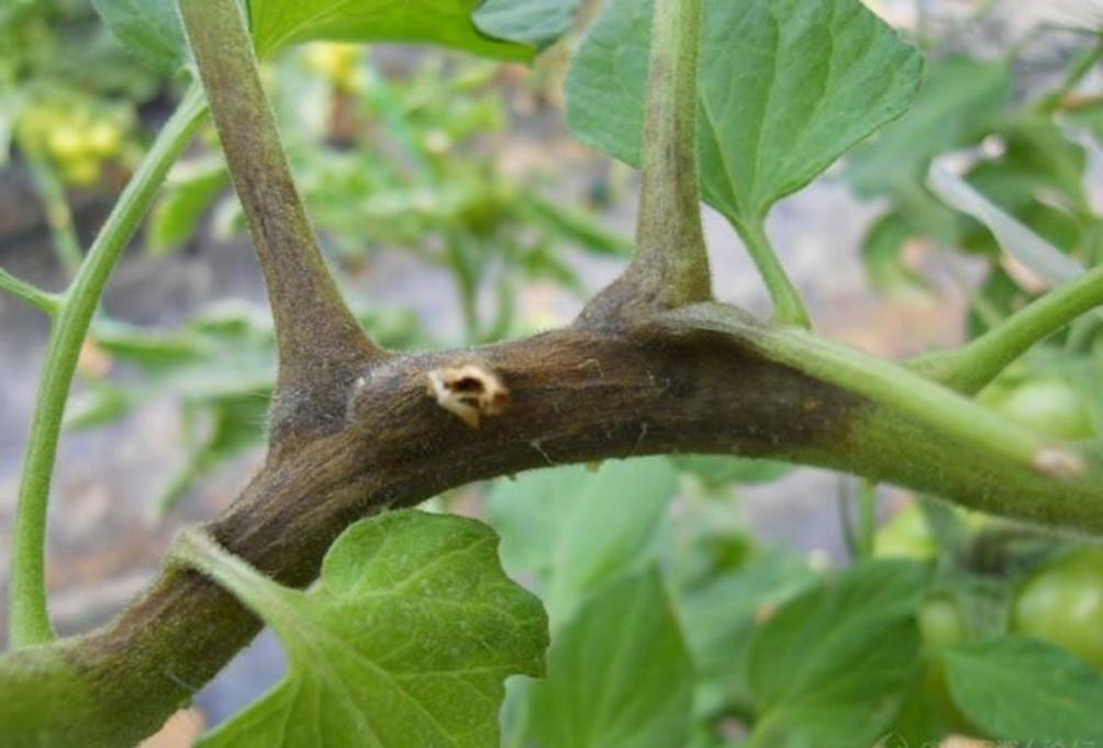 番茄卷叶引起枯萎怎么治,番茄秧发黑死掉怎么回事