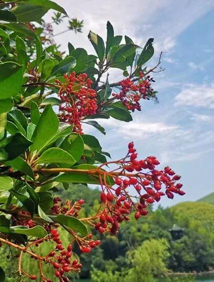 宜兴竹海吹起了一股简洁风，吹来了一波纯色壁纸~