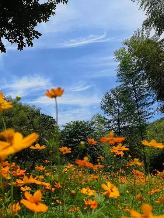 宜兴竹海吹起了一股简洁风，吹来了一波纯色壁纸~