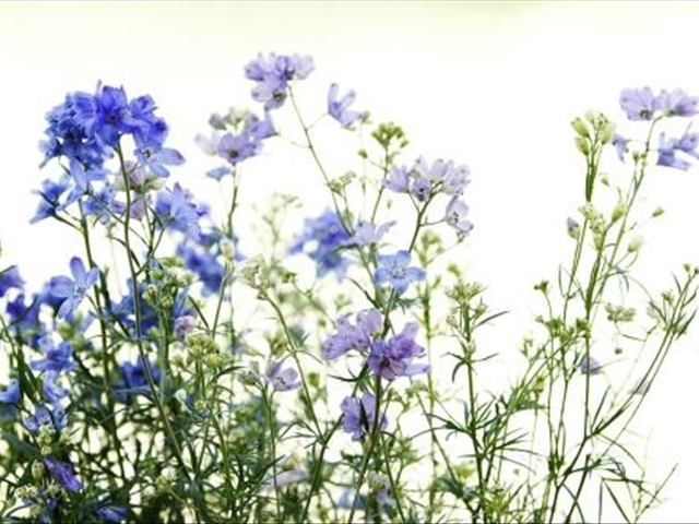 飞燕草几月种适合,小花飞燕草开花后需要修剪吗