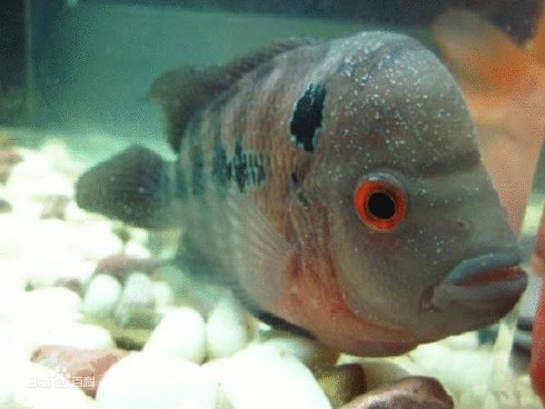 鱼常见寄生虫及防治,热带鱼内寄生虫的防治