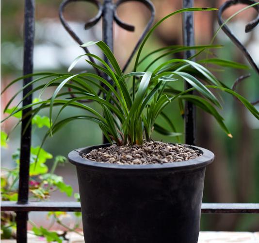 兰花怎么翻盆最快,兰花翻盆的最佳季节和方法