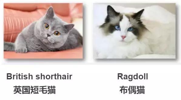 看到猫只会说Cat，看到狗只会说Dog？讲真，你的英文太差了