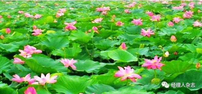 雄安为啥没动静了,清华教授说出实情