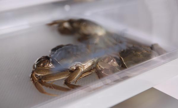 大闸蟹又到了吃蟹的好时候,阳澄湖大闸蟹这个季节的储存方法