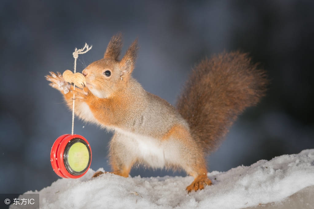 松鼠怎么养殖一年能产多少,松鼠养殖一年能养多少只