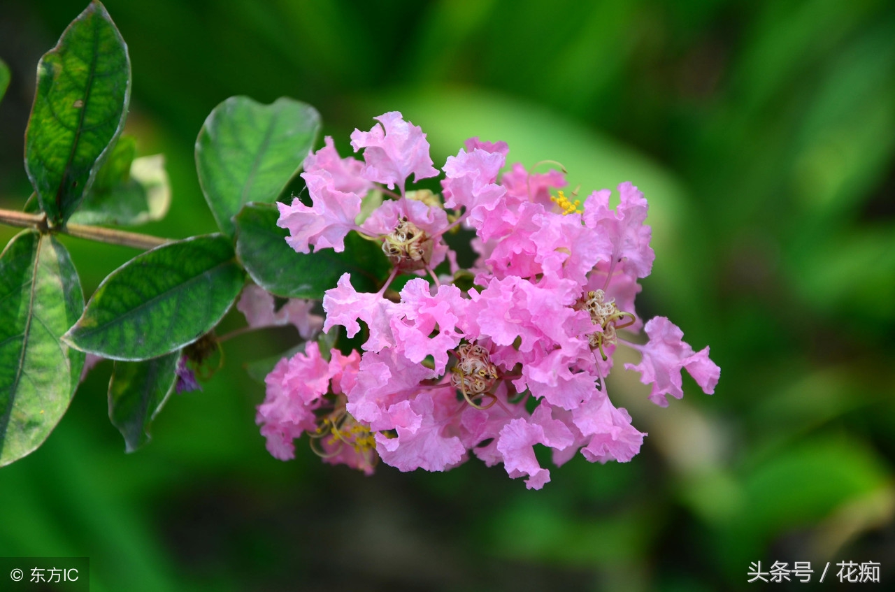 漂亮的紫薇花开了,紫薇哪个品种最好养