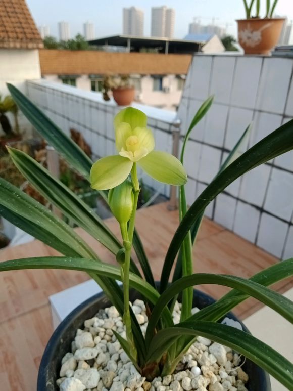 兰花防烂根最好方法,春季兰花烂根用什么药