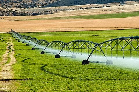 瓜果虫害,果蔬常见病虫害防治