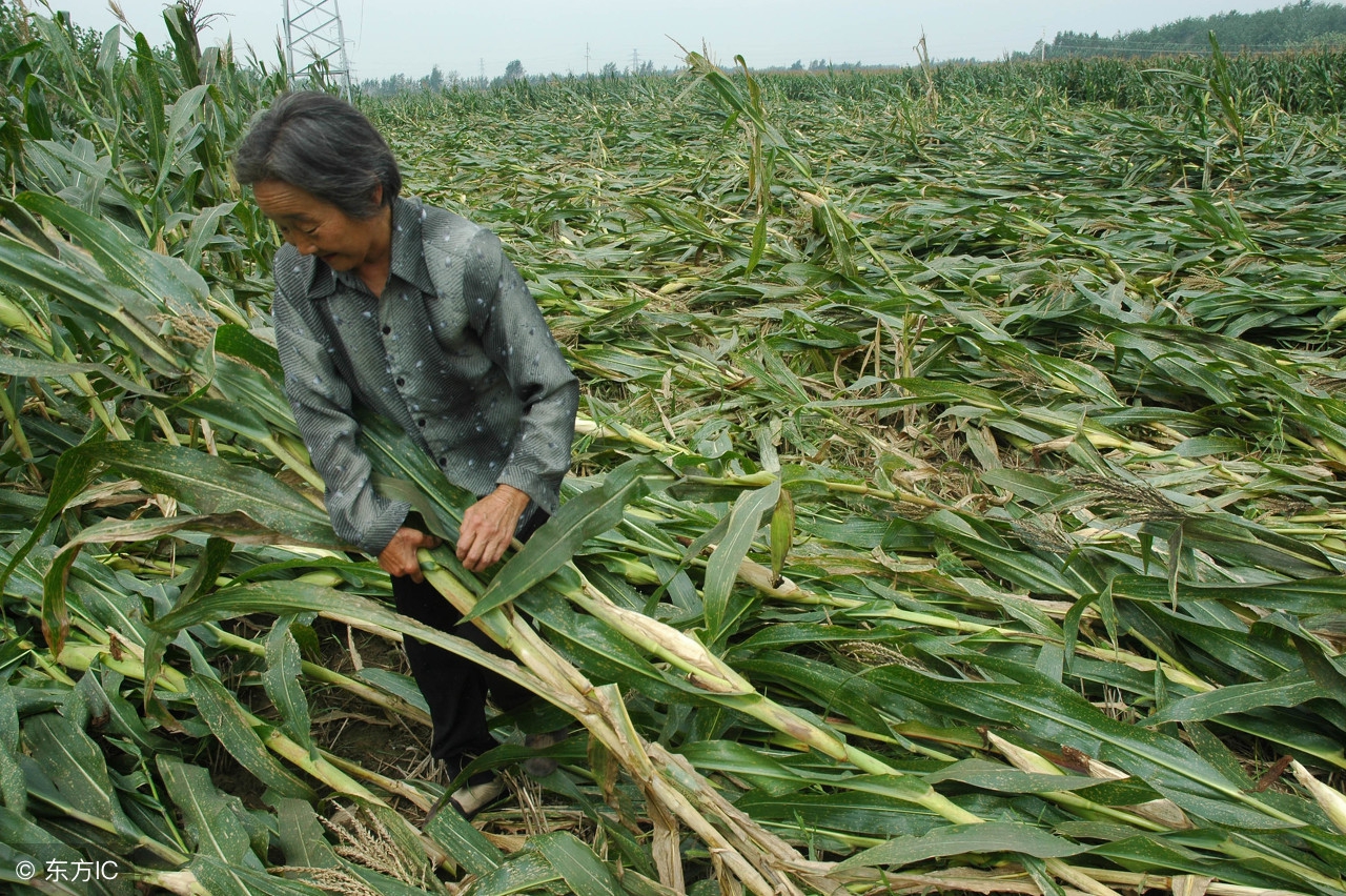 玉米倒伏到底是扶好还是不扶好,玉米倒伏到底要扶吗