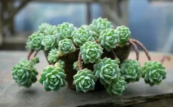 多肉老桩，美到爆炸，拥有一株做梦都会笑！