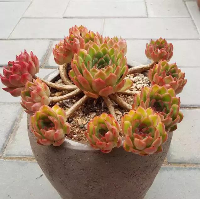 多肉老桩，美到爆炸，拥有一株做梦都会笑！