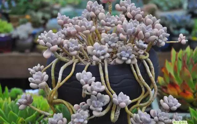 多肉老桩，美到爆炸，拥有一株做梦都会笑！