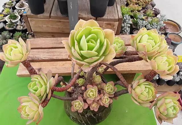 多肉老桩，美到爆炸，拥有一株做梦都会笑！