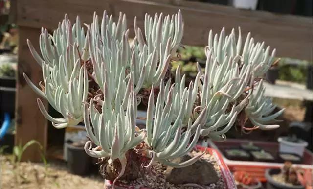 多肉老桩，美到爆炸，拥有一株做梦都会笑！