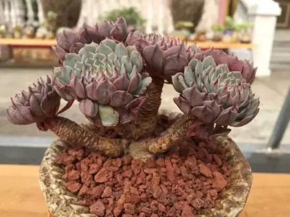 多肉老桩，美到爆炸，拥有一株做梦都会笑！