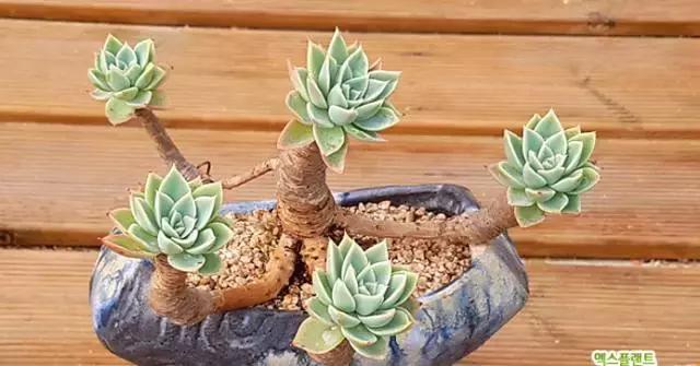 多肉老桩，美到爆炸，拥有一株做梦都会笑！