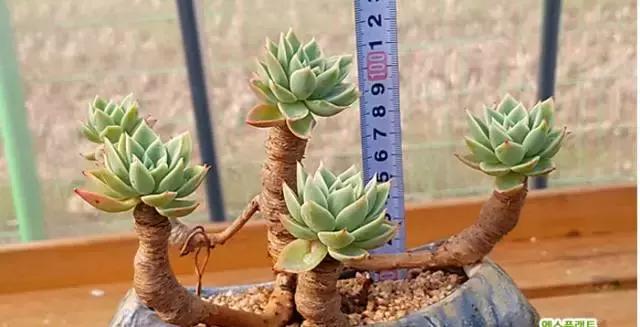多肉老桩，美到爆炸，拥有一株做梦都会笑！