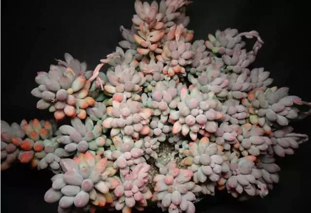 多肉老桩，美到爆炸，拥有一株做梦都会笑！