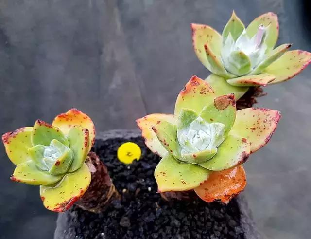 多肉老桩，美到爆炸，拥有一株做梦都会笑！