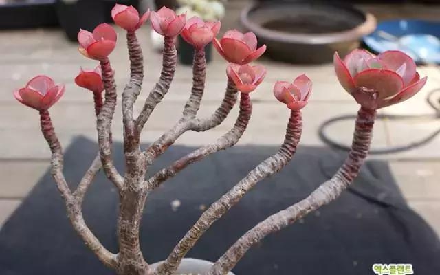 多肉老桩，美到爆炸，拥有一株做梦都会笑！