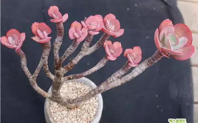 多肉老桩，美到爆炸，拥有一株做梦都会笑！