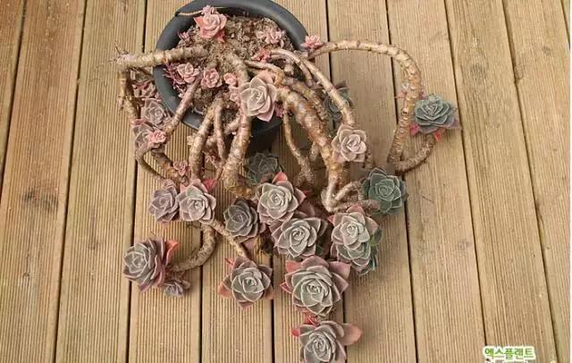 多肉老桩，美到爆炸，拥有一株做梦都会笑！