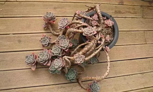 多肉老桩，美到爆炸，拥有一株做梦都会笑！