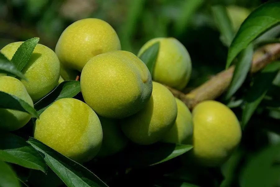 新鲜采摘欢迎你来品尝好吃的水果,新鲜采摘盛夏的果实